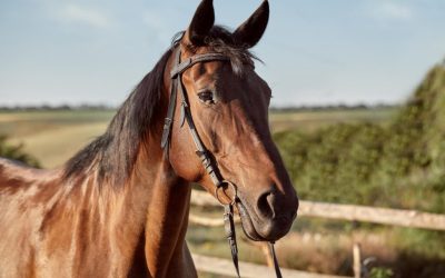 Bărbat din Bistrița-Năsăud, reținut pentru schingiuirea animalelor Un bărbat în vârstă de 39 de ani din localitatea Petriș, județul Bistrița-Năsăud, a fost reținut pentru 24 de ore de către polițiștii Biroului pentru Protecția Animalelor
