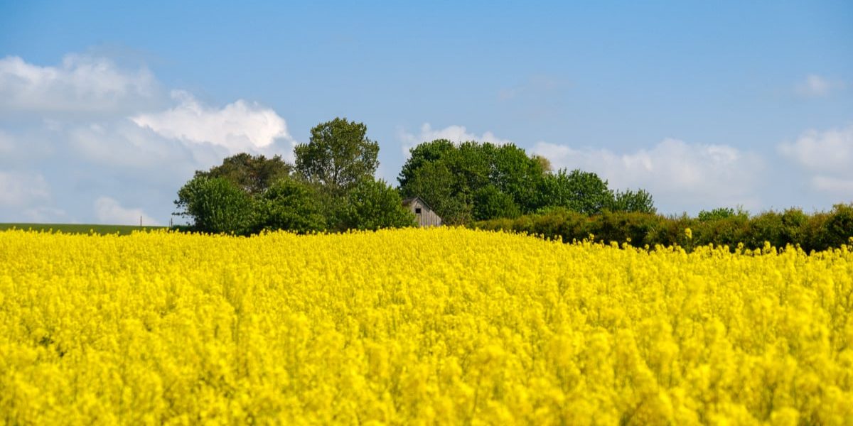 România, lider european: Adevărul despre recordul istoric cu rapița în Germania