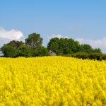 România, lider european: Adevărul despre recordul istoric cu rapița în Germania