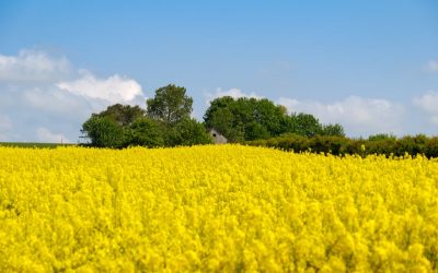 România, lider european: Adevărul despre recordul istoric cu rapița în Germania