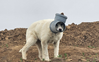 Câine disperat în Ilfov: Are capul blocat într-o țeavă de zile întregi!