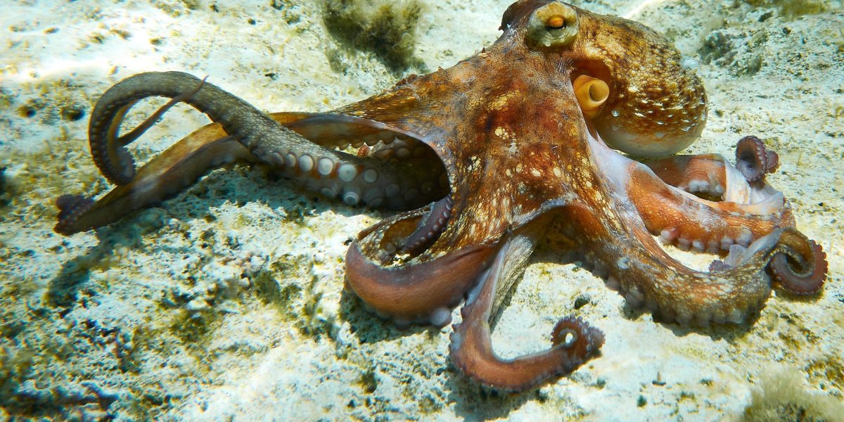 Braț robotic revoluționar: Găsește și fertilizează femele