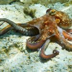 Braț robotic revoluționar: Găsește și fertilizează femele