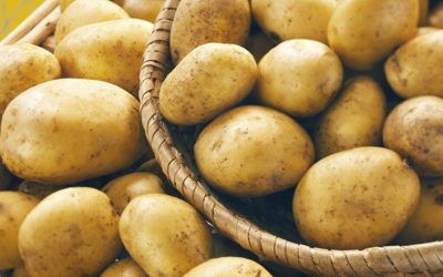 Donații consistente de cartofi pentru comunitățile vulnerabile din Vrancea Mai multe primării din județul Vrancea au primit donații importante de cartofi, menite să sprijine persoanele aflate în nevoie