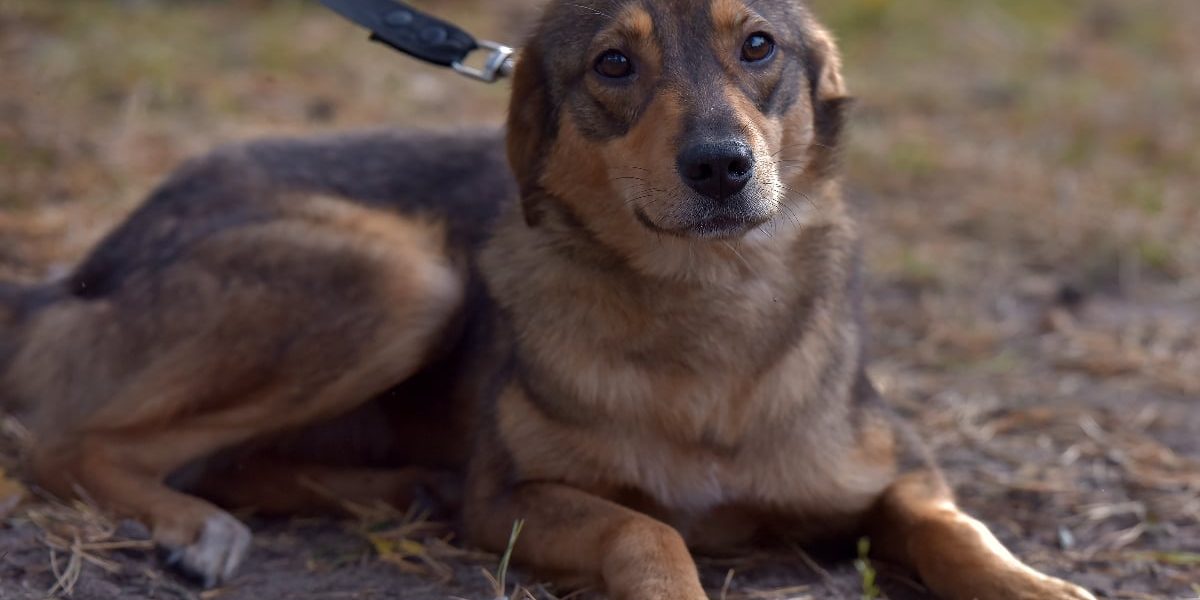 Dresor filmat în timp ce agresează un câine