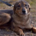 Dresor filmat în timp ce agresează un câine