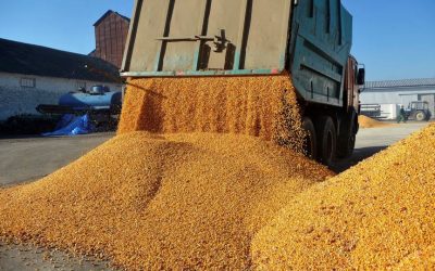 Afacerile Viterra România, pe minus în ultimul an de activitate Afacerile companiei Viterra România au crescut cu 28% în 2025, ajungând la 2,4 miliarde de lei, însă compania a înregistrat o pierdere de 16,9 milioane de lei