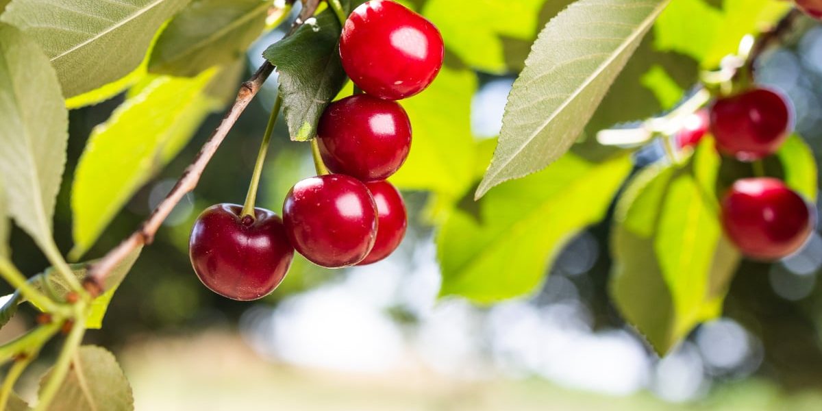Cireșele, mai ieftine în 2026? Prețul pe kilogram, dezvăluit