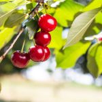 Cireșele, mai ieftine în 2026? Prețul pe kilogram, dezvăluit