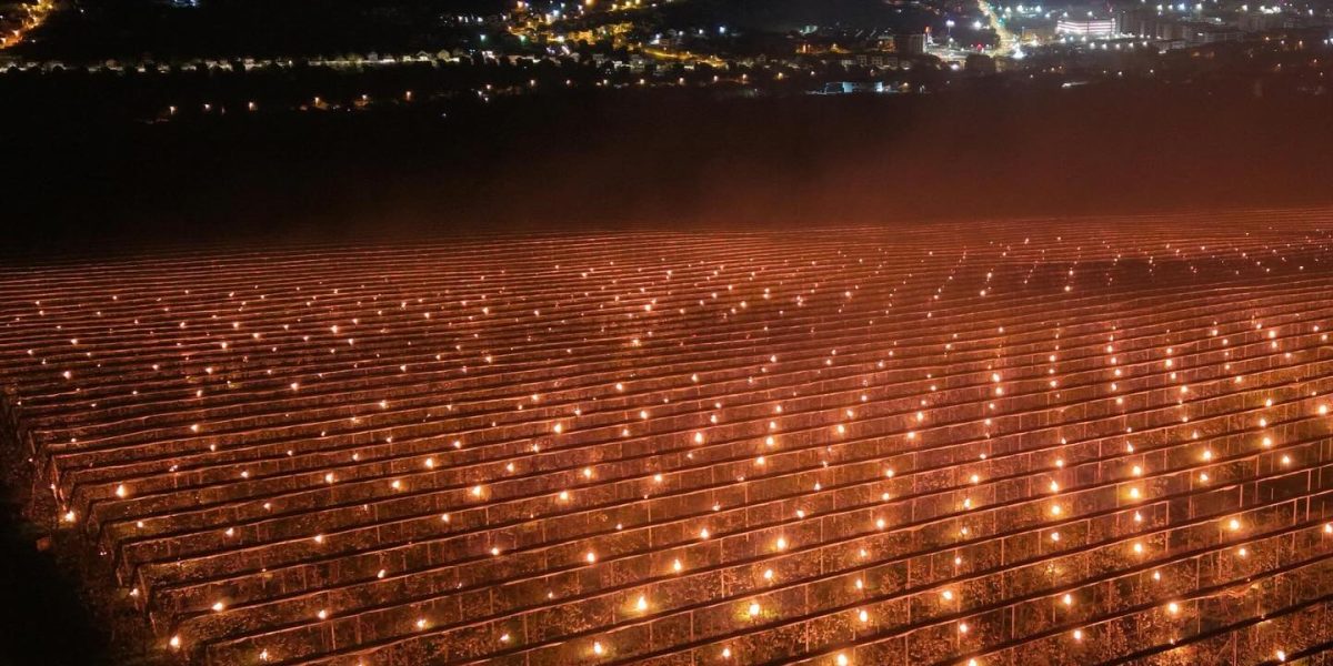 Agricultor din România, 40.000 de euro ”arși” peste noapte pentru a salva cireșele