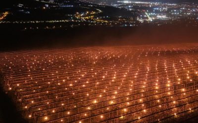 Agricultor din România, 40.000 de euro ”arși” peste noapte pentru a salva cireșele