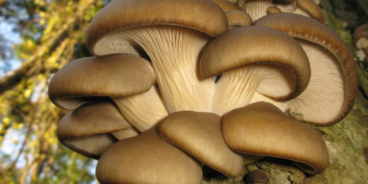 AI revoluționează agricultura: Proiectul Mushnomics, o nouă perspectivă