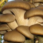 AI revoluționează agricultura: Proiectul Mushnomics, o nouă perspectivă