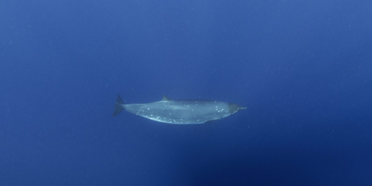 Creatură misterioasă din adâncuri după 150 de ani: Cercetătorii, uluiți