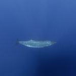 Creatură misterioasă din adâncuri după 150 de ani: Cercetătorii, uluiți