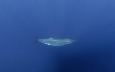 Creatură misterioasă din adâncuri după 150 de ani: Cercetătorii, uluiți