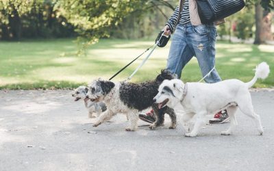 Gratuit! Sterilizare și microcipare pentru câinii metiși în București