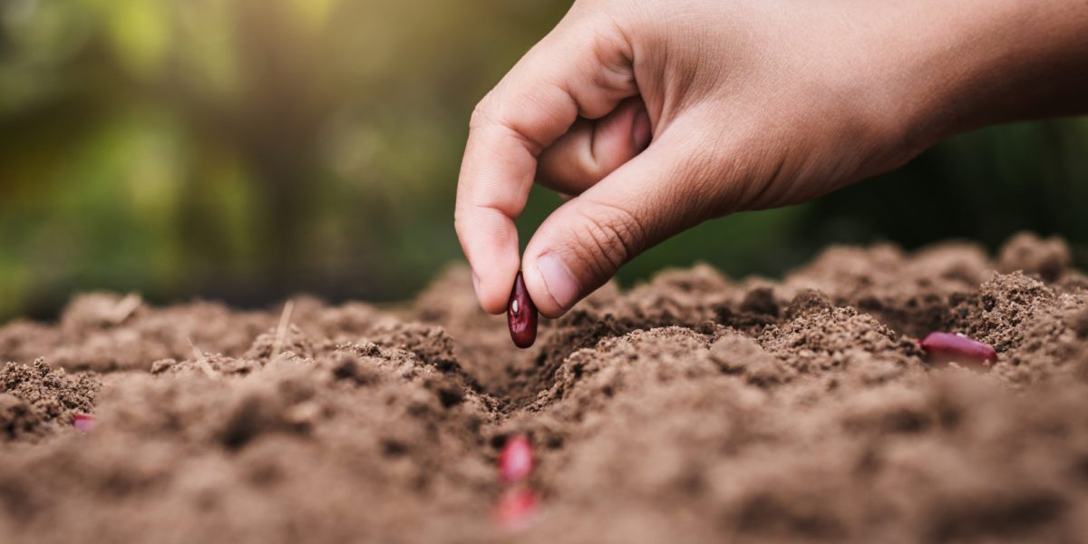 Prognoza agrometeorologică: Regimul hidrotermic, favorabil pentru culturi, dar cu excepții București – Agricultorii din majoritatea regiunilor țării pot răsufla ușurați