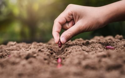 Prognoza agrometeorologică: Regimul hidrotermic, favorabil pentru culturi, dar cu excepții București – Agricultorii din majoritatea regiunilor țării pot răsufla ușurați