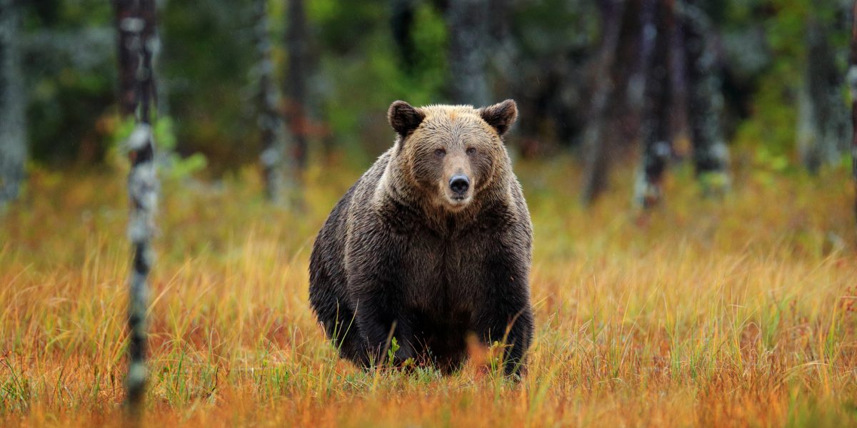 Ursii, vânătoarea dublată: Câți vor fi împușcați în 2026? Decizie controversată