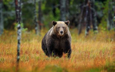 Ursii, vânătoarea dublată: Câți vor fi împușcați în 2026? Decizie controversată