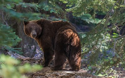 Urșii, tot mai des pe străzi și slujbele cu „țuș! țuș!” în comună