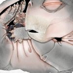 Strămoșii mamiferelor, surpriză! Depuneau ouă, dezvăluie un supermicroscop