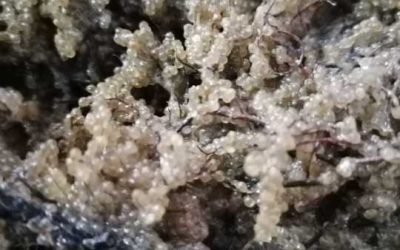 Șalău: Sezonul de eliberare a icrelor, finalizat în Razim-Sinoie!