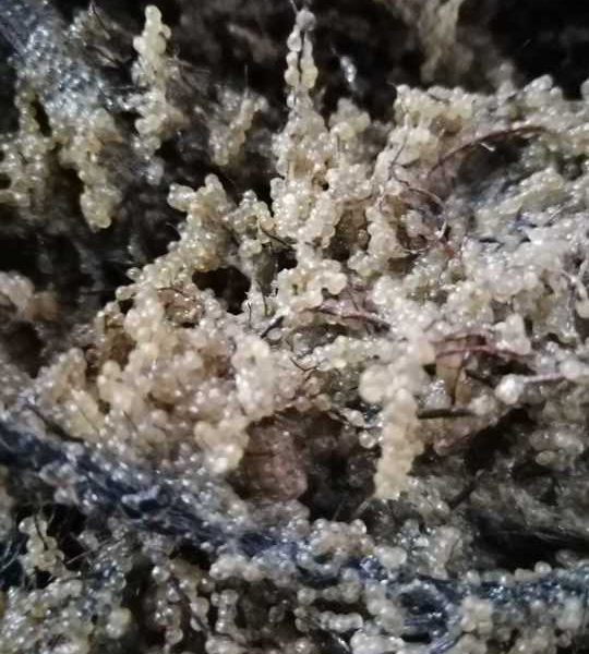 Șalău: Sezonul de eliberare a icrelor, finalizat în Razim-Sinoie!