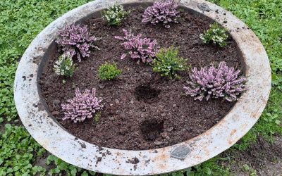 Sute de flori proaspăt plantate în Parcul Cișmigiu au fost furate, iar Poliția Locală a intensificat patrulele în zonă, după ce Primăria Capitalei a raportat repetate acte de vandalism