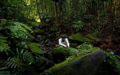 Sunetele din Parcul Vânători Neamț: Zimbri, cerbi și acvile, pe Earth FM