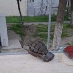 Grenadă WWII, găsită pe stradă în Galați: Ce au decis autoritățile
