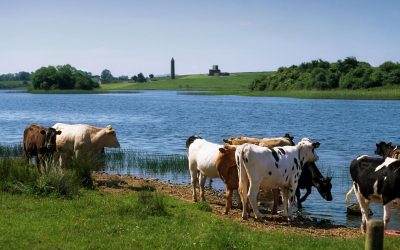 Lapte la preț de nimic! Fermierii își taie vacile, coșmar în România