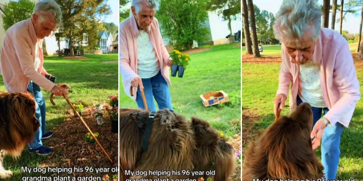 Bătrânica de 96 de ani și companionul canin: Grădinărit spectaculos