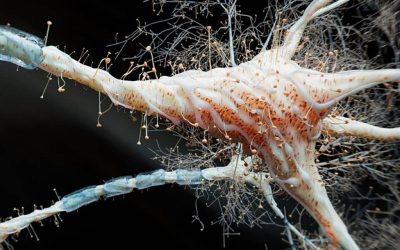 Un nou studiu revoluționează înțelegerea sclerozei multiple (SM), o boală autoimună care afectează milioane de oameni la nivel global