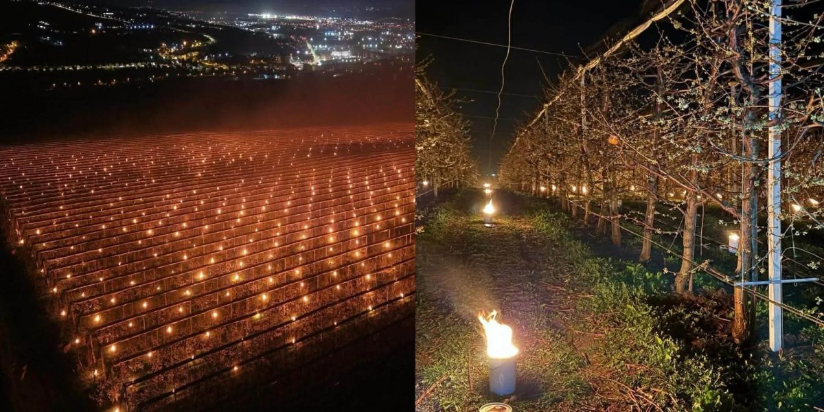 A ars 40.000 de euro pentru cireșe: Mărturia unui pomicultor din România