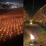 A ars 40.000 de euro pentru cireșe: Mărturia unui pomicultor din România