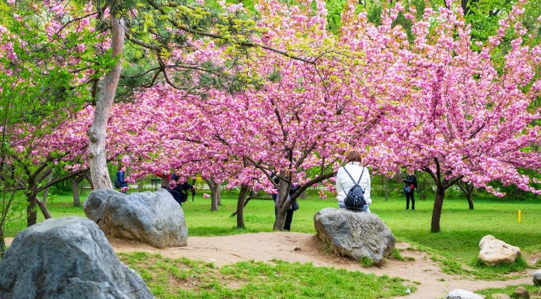 Hanami în Parcul Regele Mihai I din București: Florile de cireș încântă