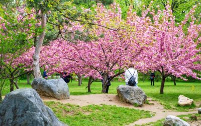 Hanami în Parcul Regele Mihai I din București: Florile de cireș încântă