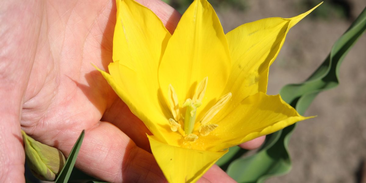 Floare rară, spectacol pe Dunăre: Cazanele, gazdă pentru o minune a naturii