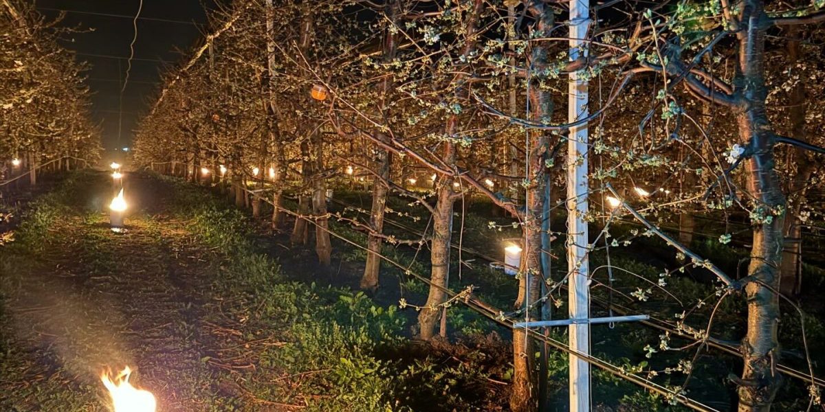 Bani arși pentru cireși: 40.000 de euro, sacrificați peste noapte