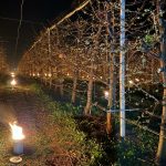 Bani arși pentru cireși: 40.000 de euro, sacrificați peste noapte