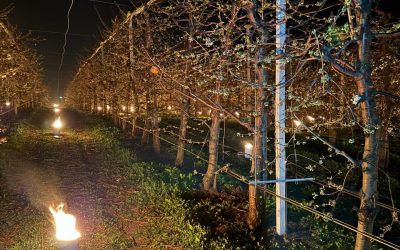 Bani arși pentru cireși: 40.000 de euro, sacrificați peste noapte