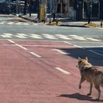 Lupul evadat din Coreea de Sud, prins după 9 zile. A devenit vedetă!