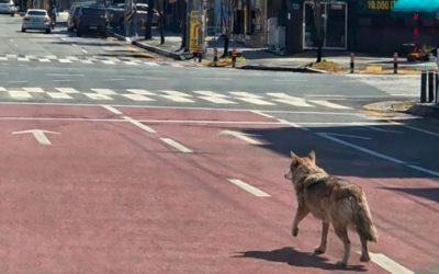 Lupul evadat din Coreea de Sud, prins după 9 zile. A devenit vedetă!