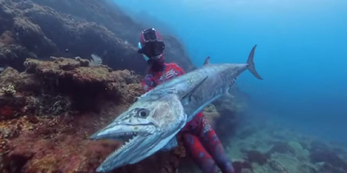 Macrou URIAȘ ucigaș: Un pescar din Australia, ucis de pește de 25 kg