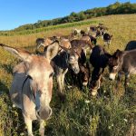 Argentina, în genunchi: Inflație uriașă, măgar în farfurie și Milei, cu reforme de-o viață