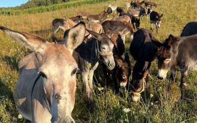 Argentina, în genunchi: Inflație uriașă, măgar în farfurie și Milei, cu reforme de-o viață