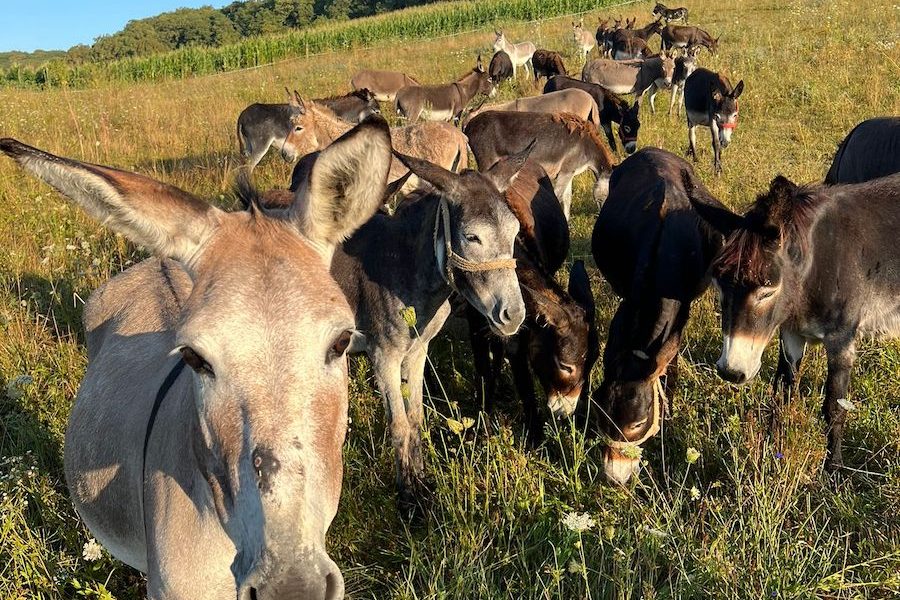 Argentina, în genunchi: Inflație uriașă, măgar în farfurie și Milei, cu reforme de-o viață