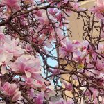 Vremea în România: ANM anunță prognoza pentru perioada 13-26 aprilie 2026